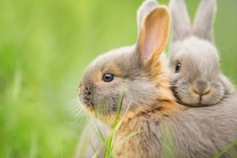 Liebres y conejos