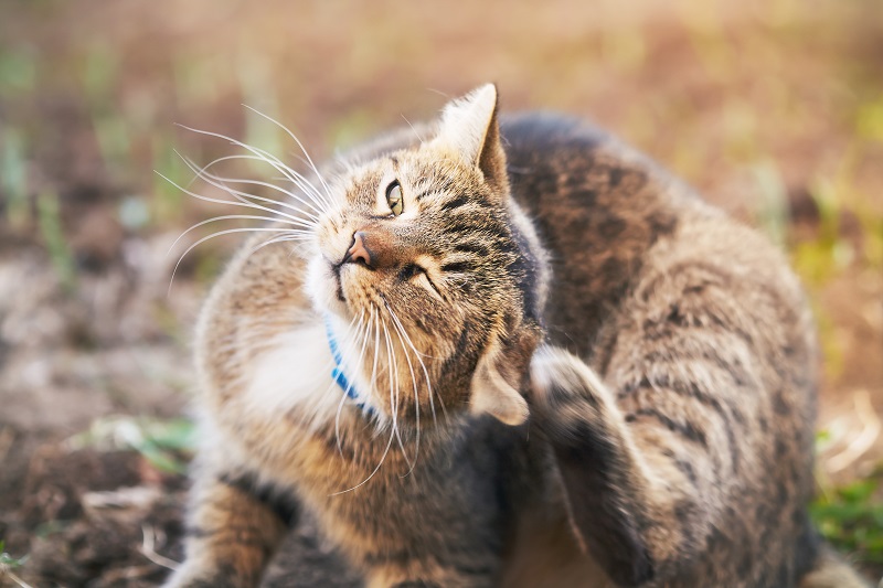 Otitis en gatos