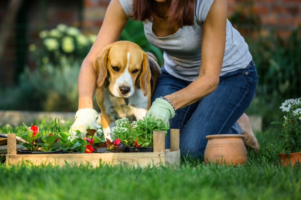 Por qué escarban los perros 1