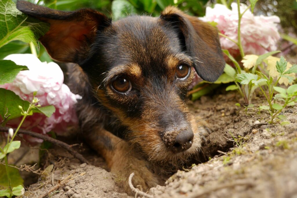 Por qué escarban los perros 1