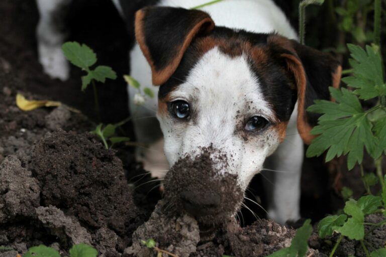 Por qué escarban los perros 1