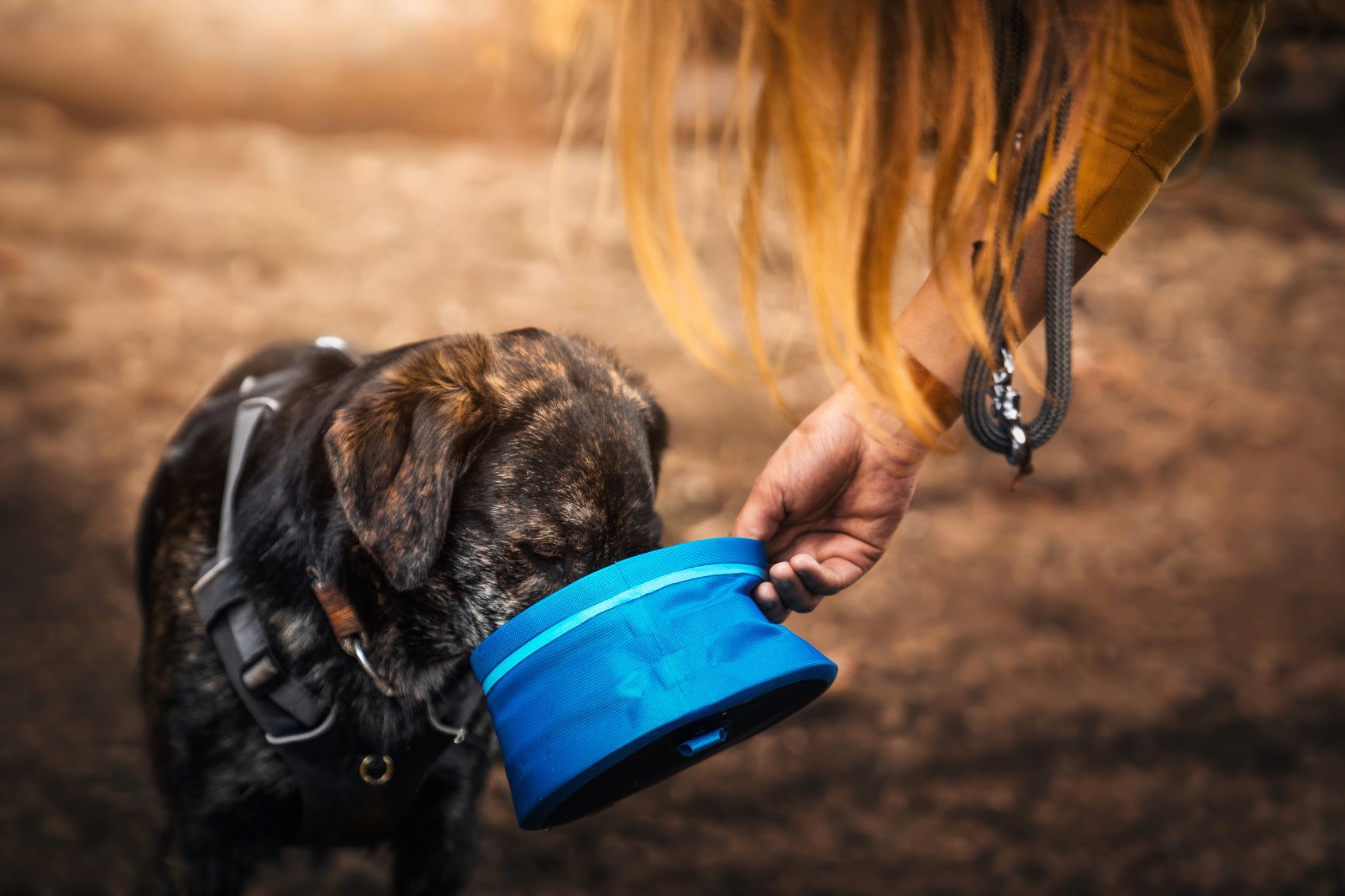 Senderismo con perros