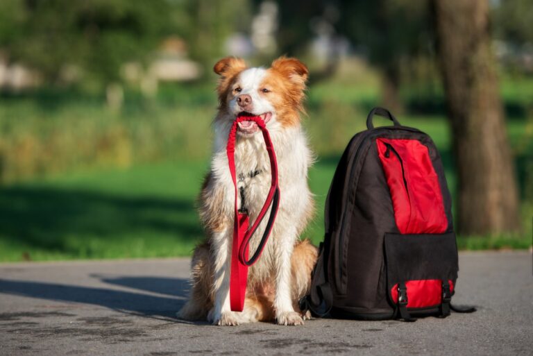 Senderismo con perros