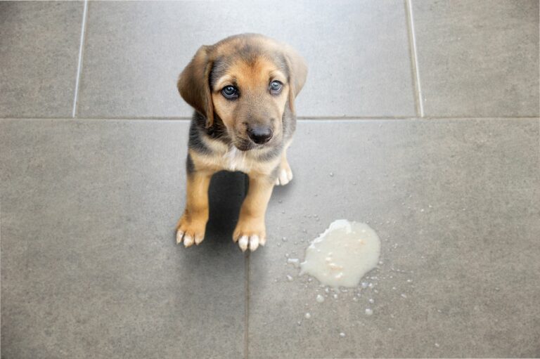 gastritis en perros