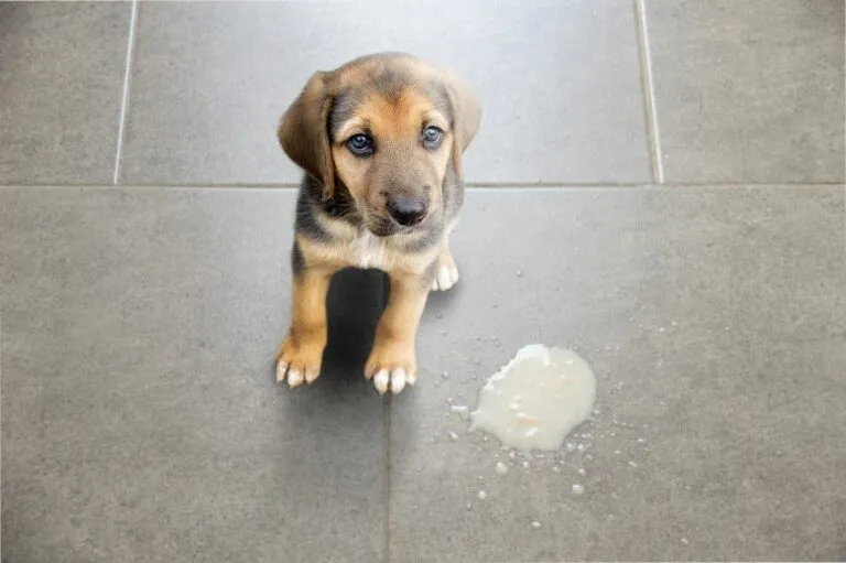 gastritis en perros