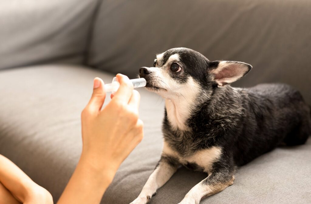 Analgésicos para perros