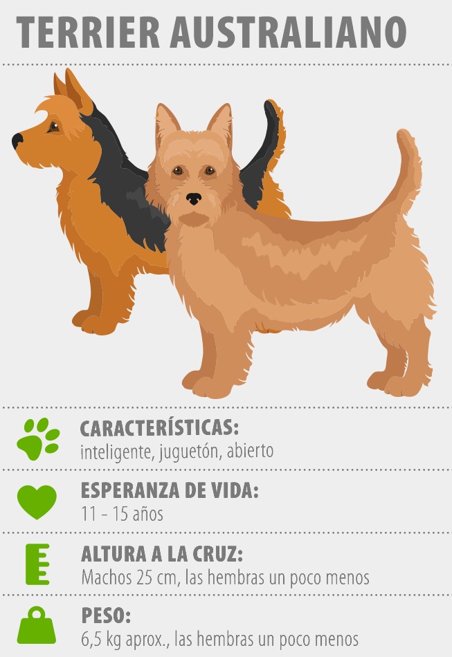 Terrier australiano