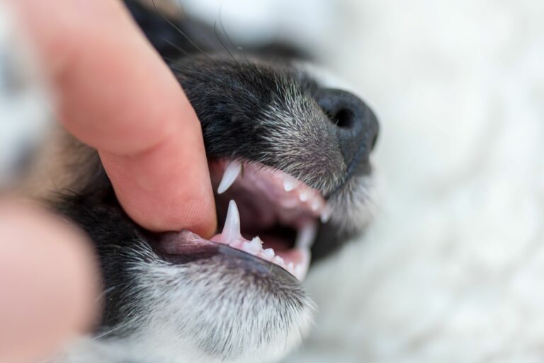 cambio de dientes en los perros