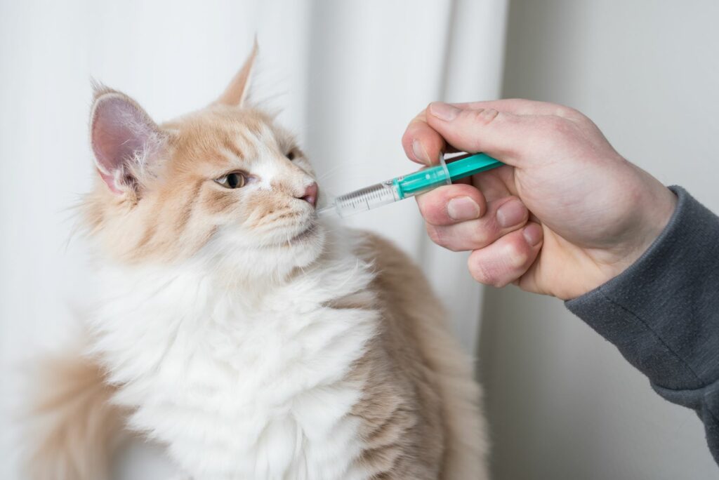 cómo darle una pastilla a un gato