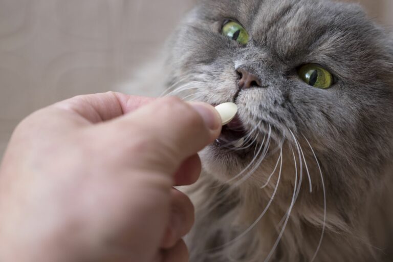 cómo darle una pastilla a un gato