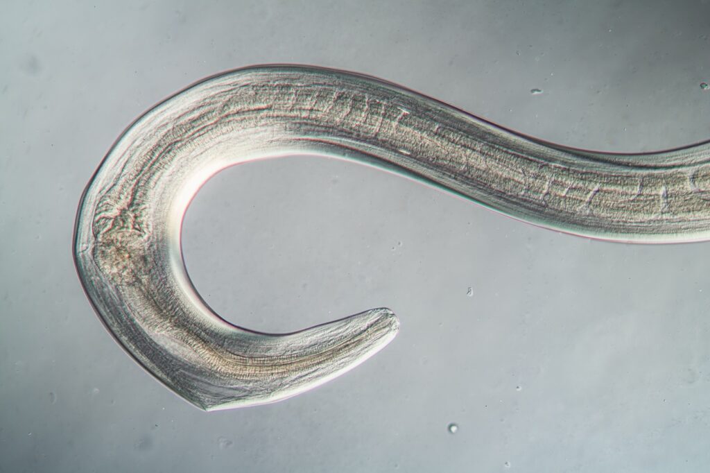nematodos en perros
