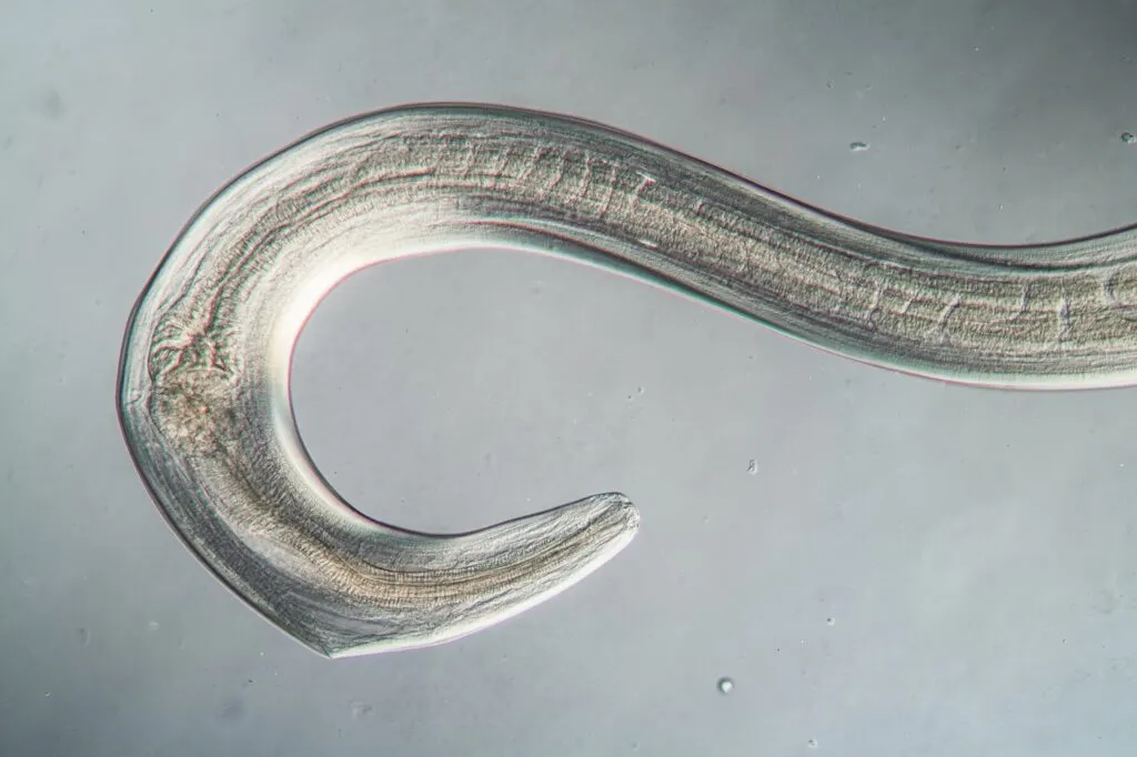 nematodos en perros