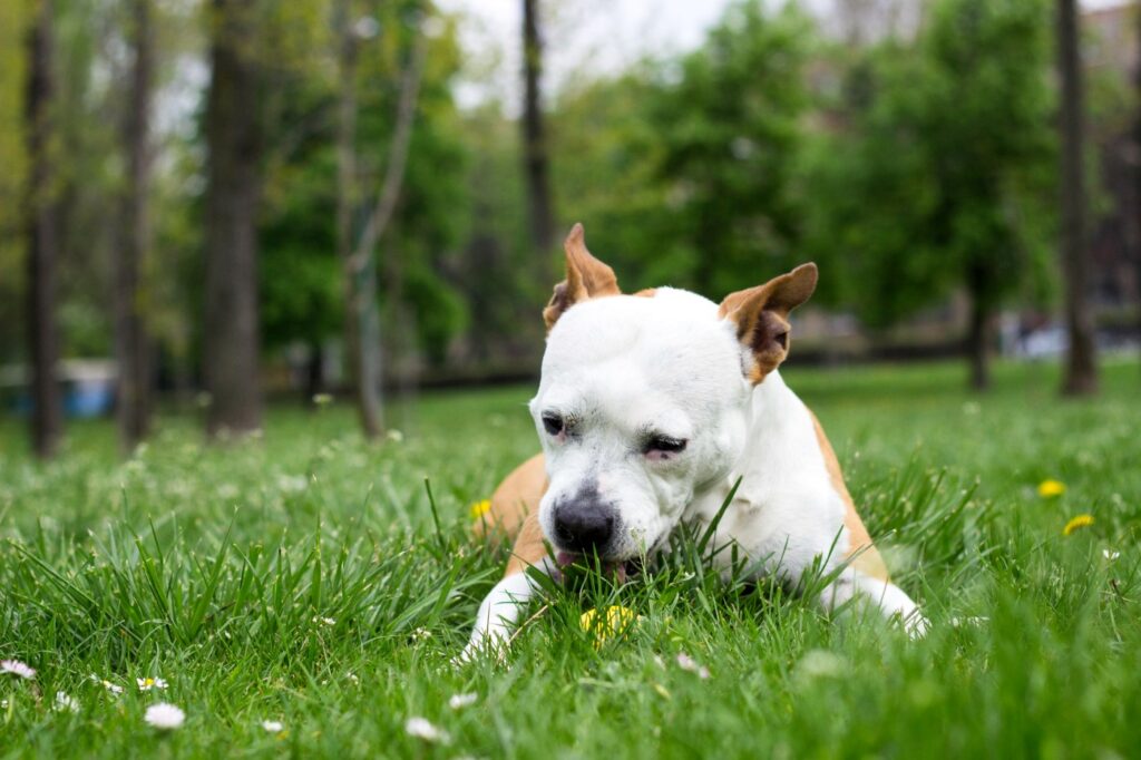 por qué los perros comen hierba