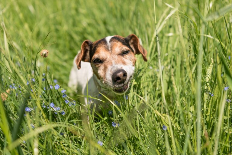 por qué los perros comen hierba