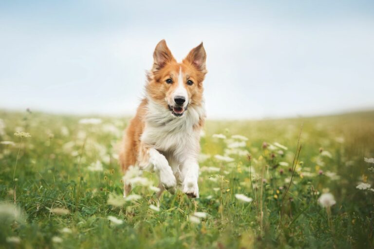 quitar garrapatas a un perro