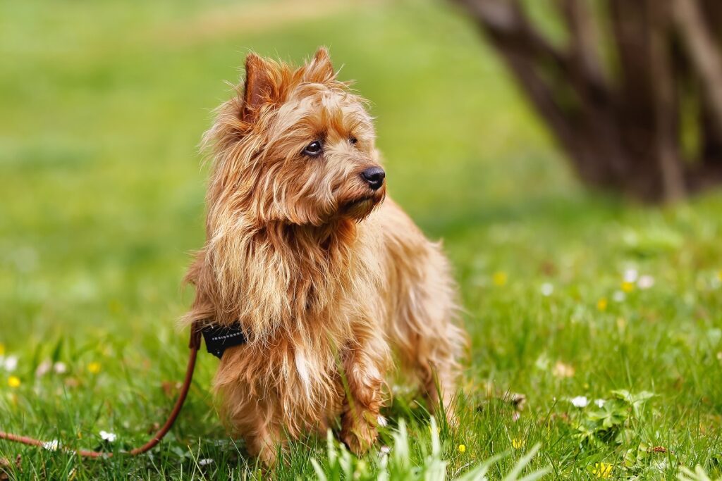 Terrier australiano