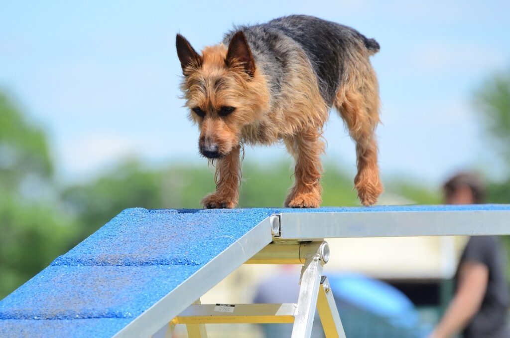 terrier australiano