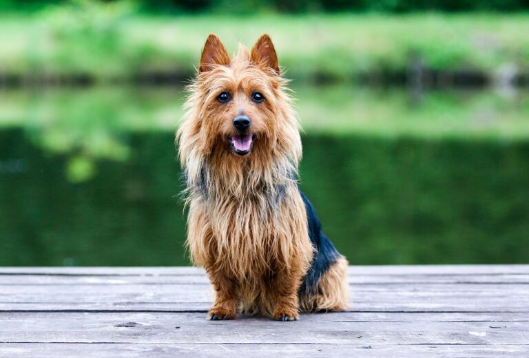 Terrier australiano