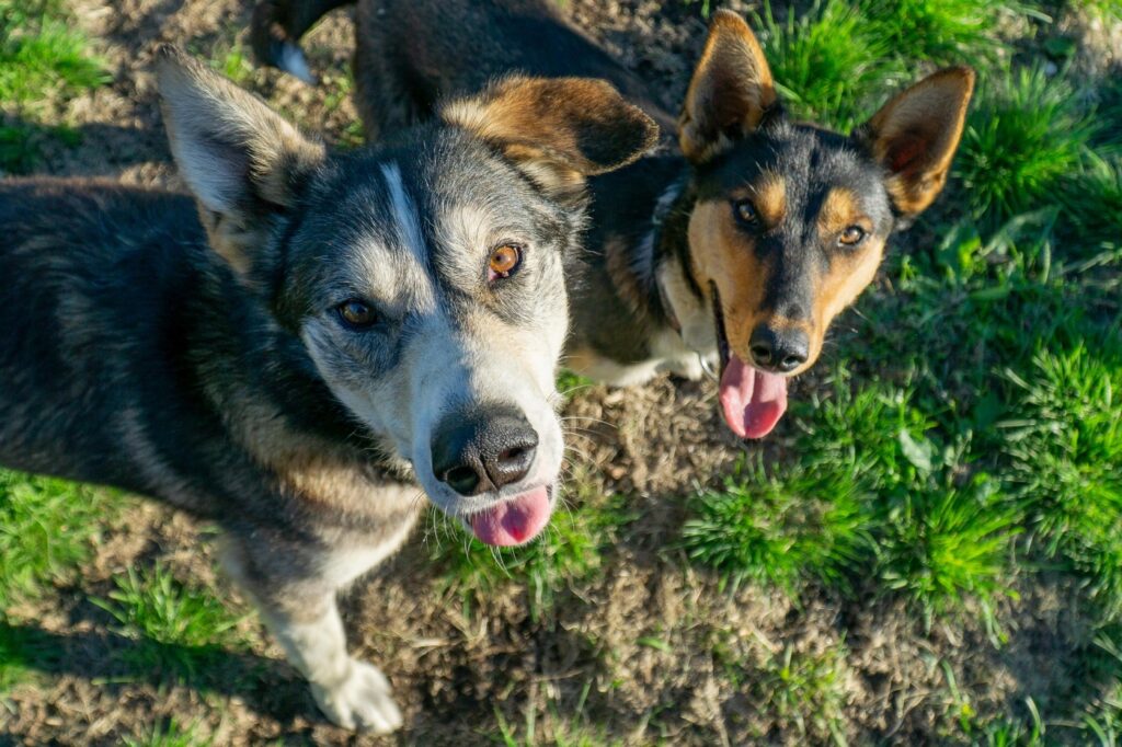 Alaskan husky