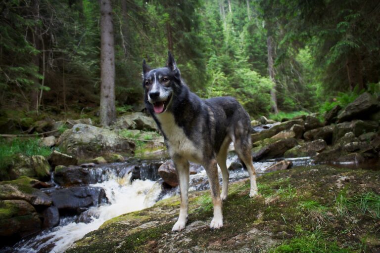 Alaskan husky