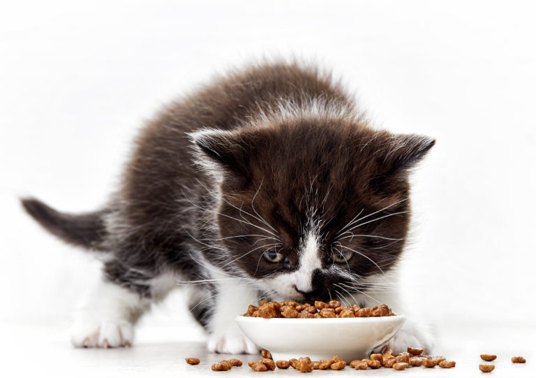 Alimentación para gatitos