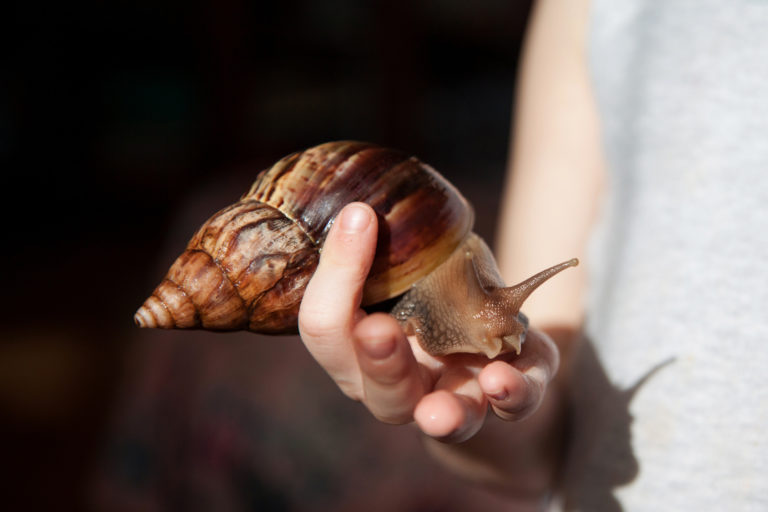 Caracol gigante africano