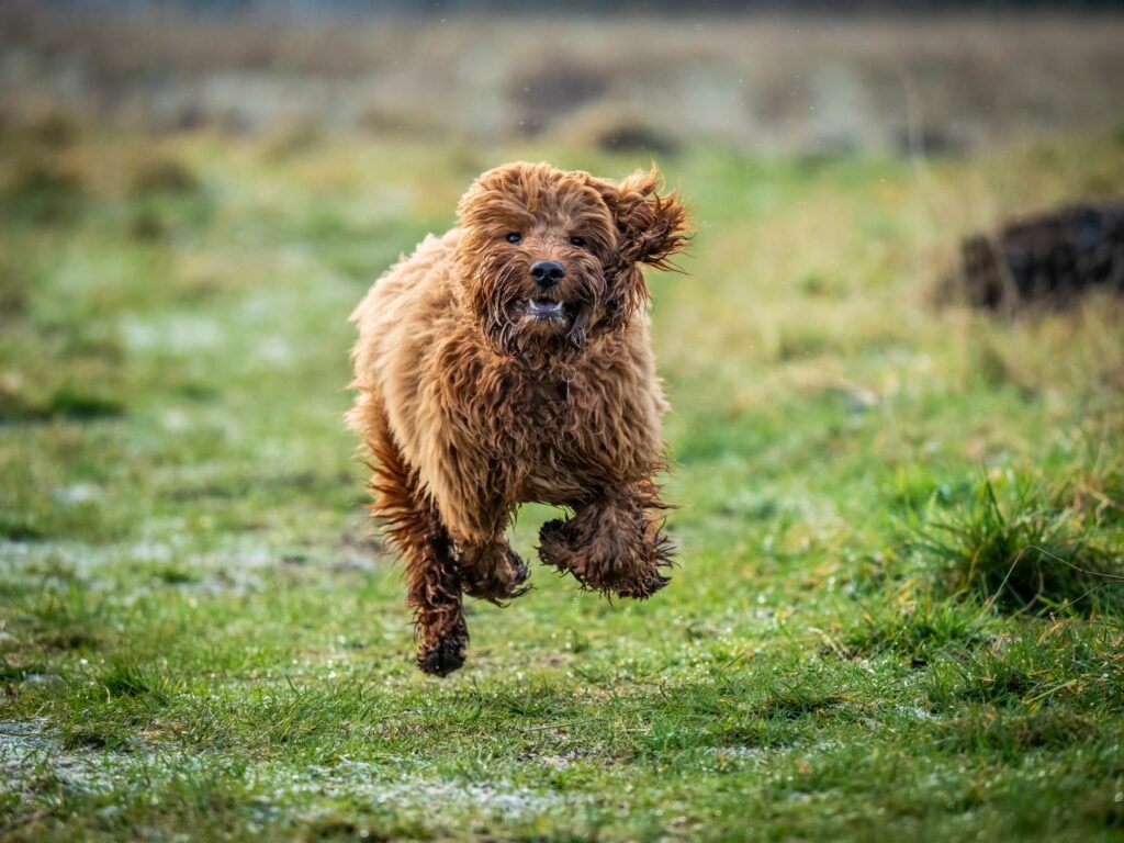 Cockapoo