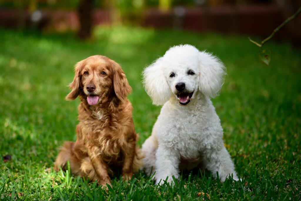 Cockapoo