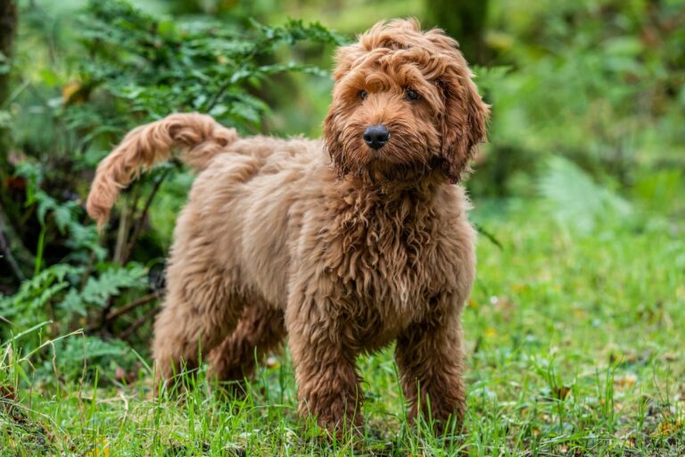 Cockapoo