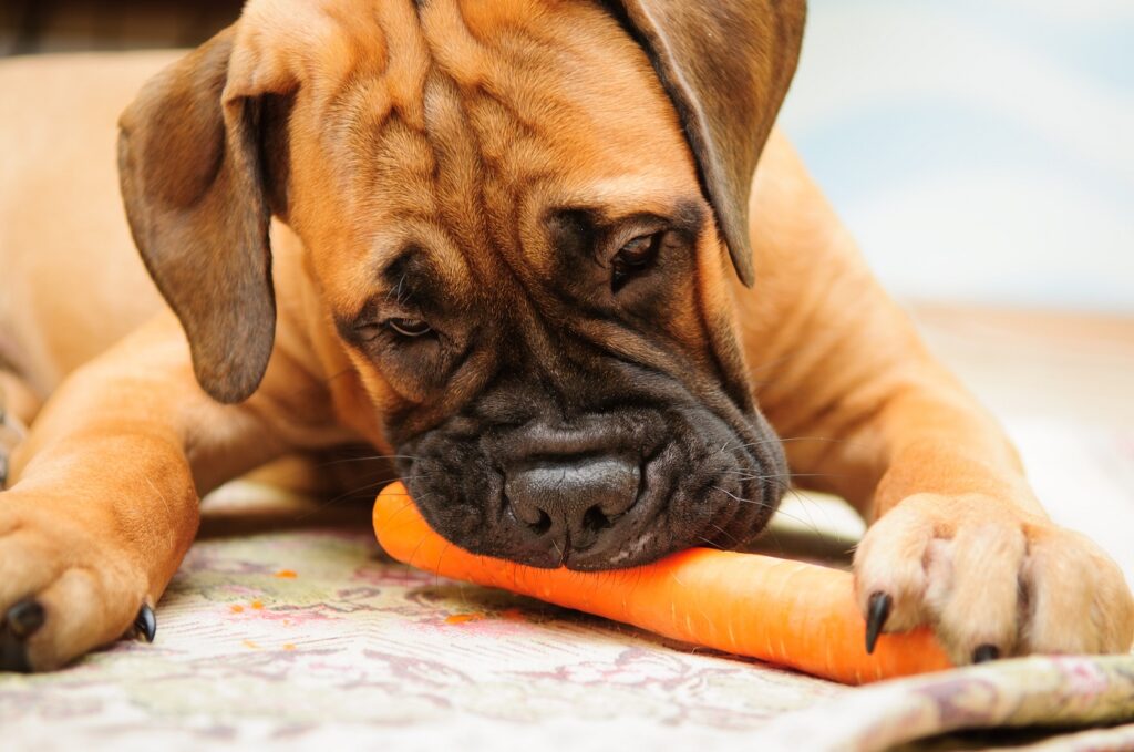 Comida vegana para perros