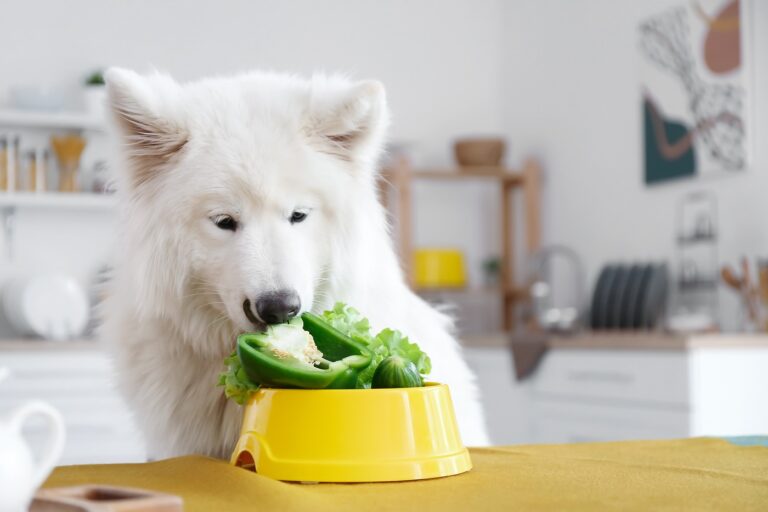 Comida vegana para perros