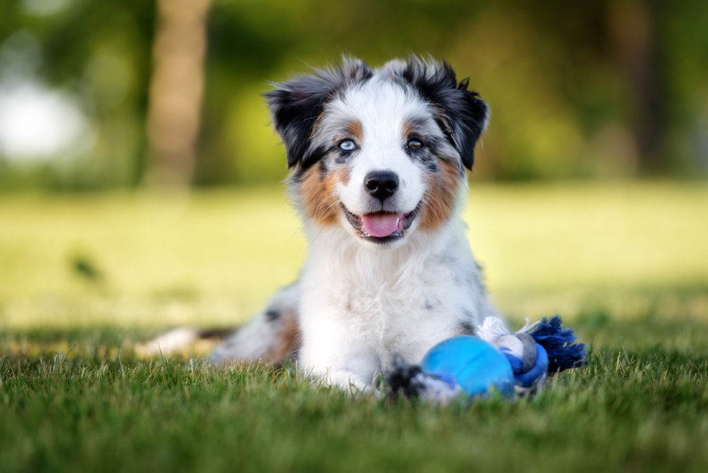 Cómo entretener a un cachorro