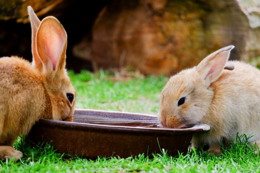 Cómo proteger a los conejos del calor