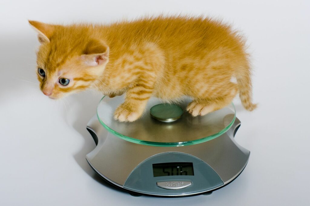 Cuánto pesa un gato