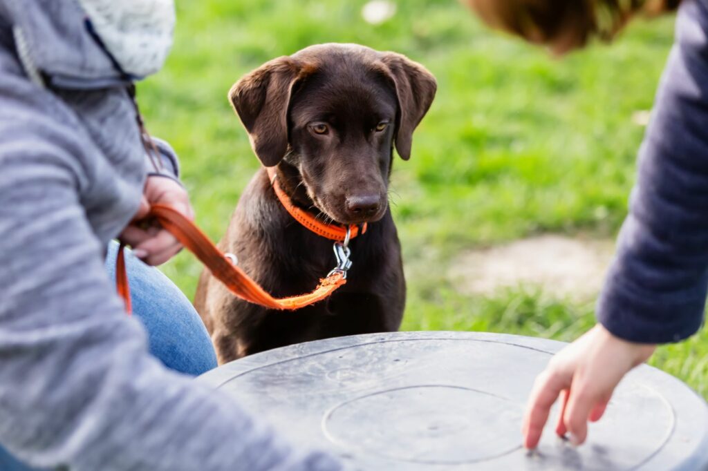 El desarrollo del cachorro