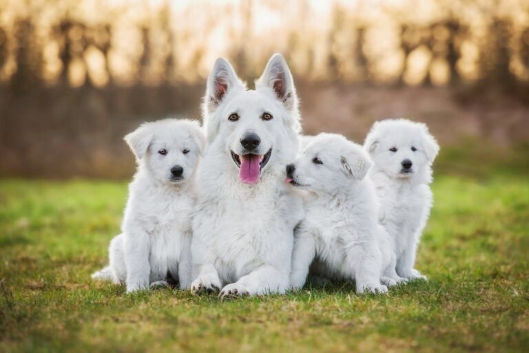 El desarrollo del cachorro