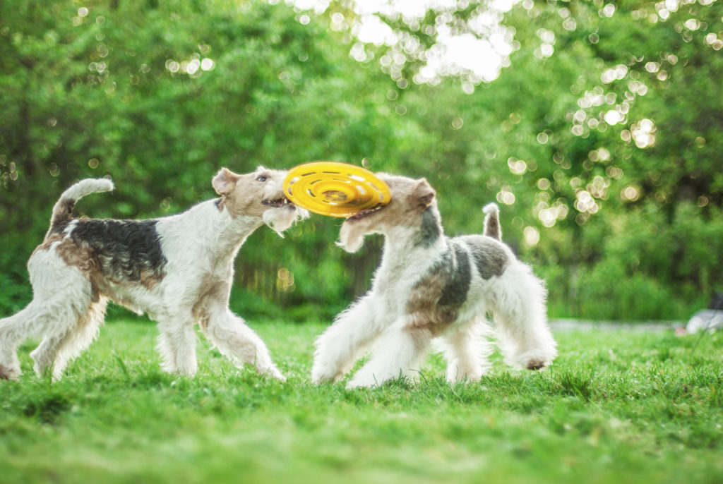 Fox terrier de pelo duro