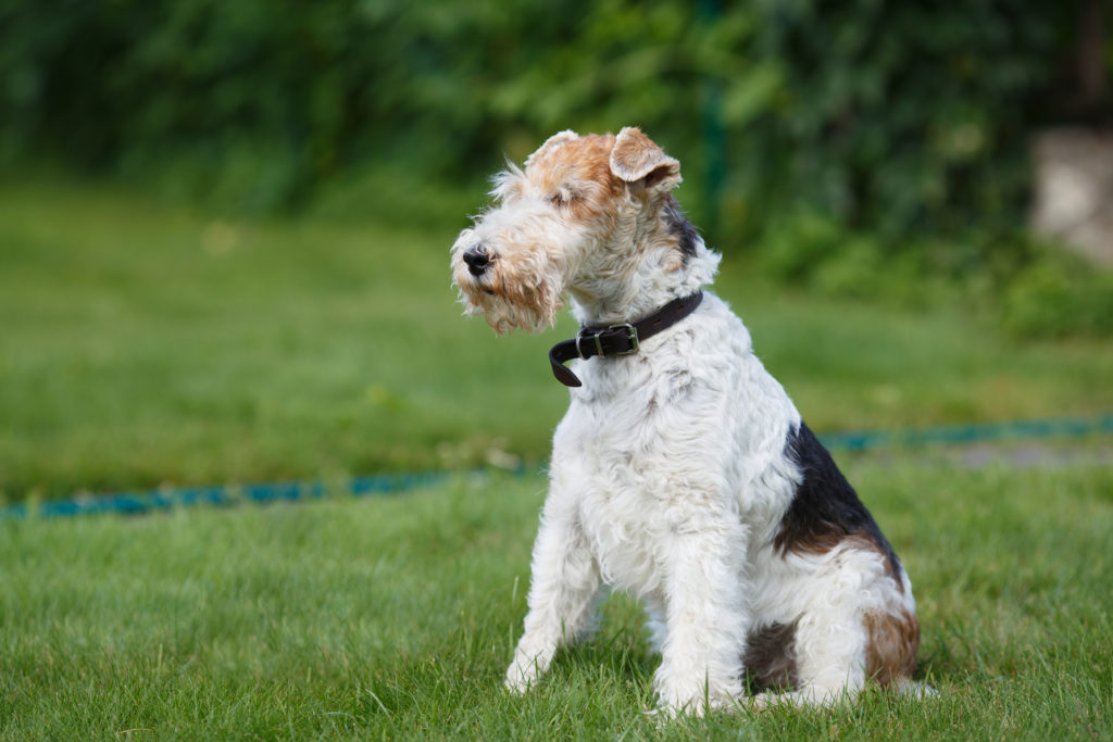 Fox terrier de pelo duro