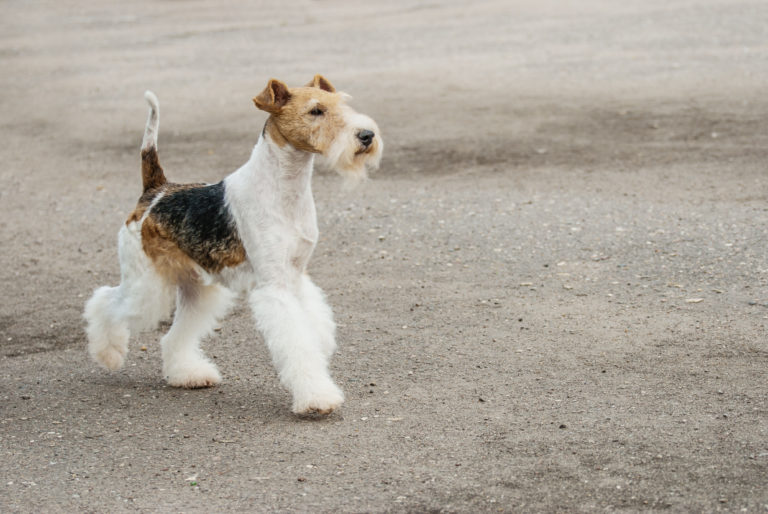 Fox terrier de pelo duro