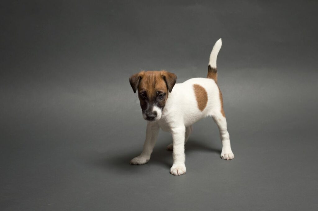 Fox terrier de pelo liso