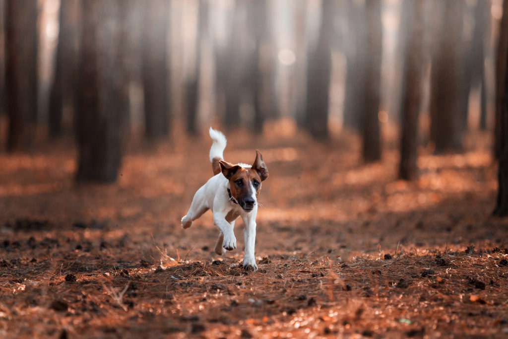 Fox terrier de pelo liso