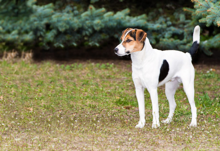 Fox terrier de pelo liso