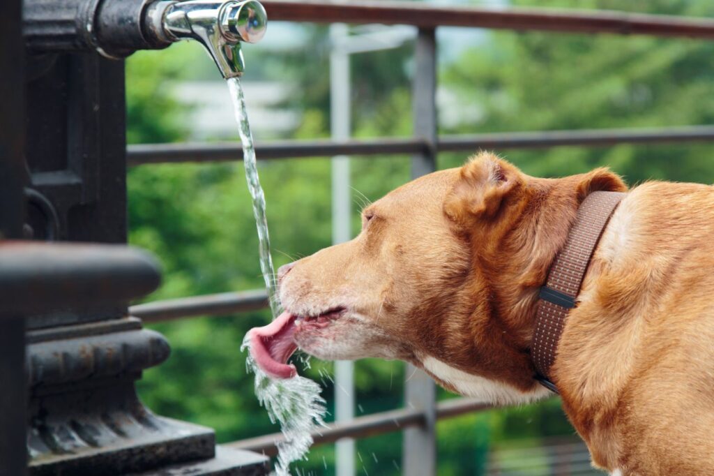 Hipertiroidismo en perros