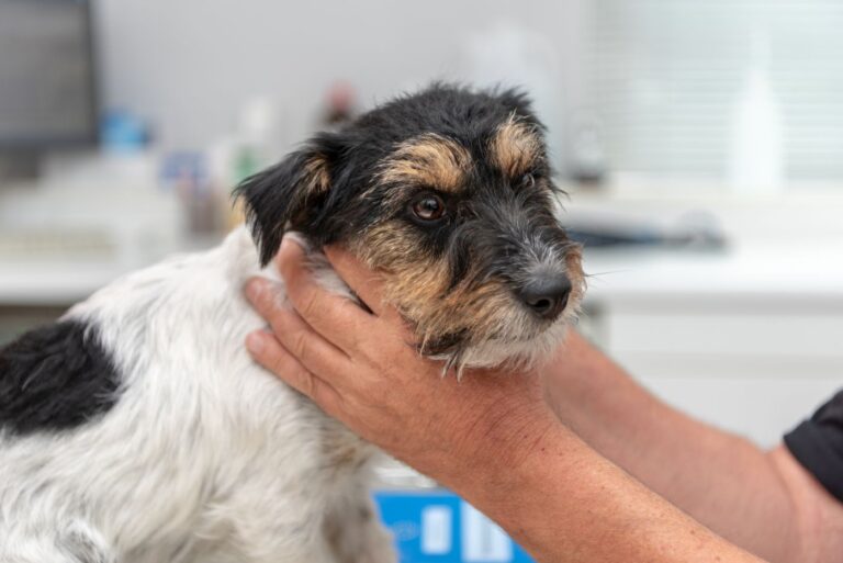 Hipertiroidismo en perros