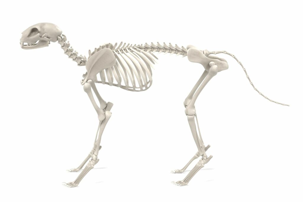 La anatomía del gato