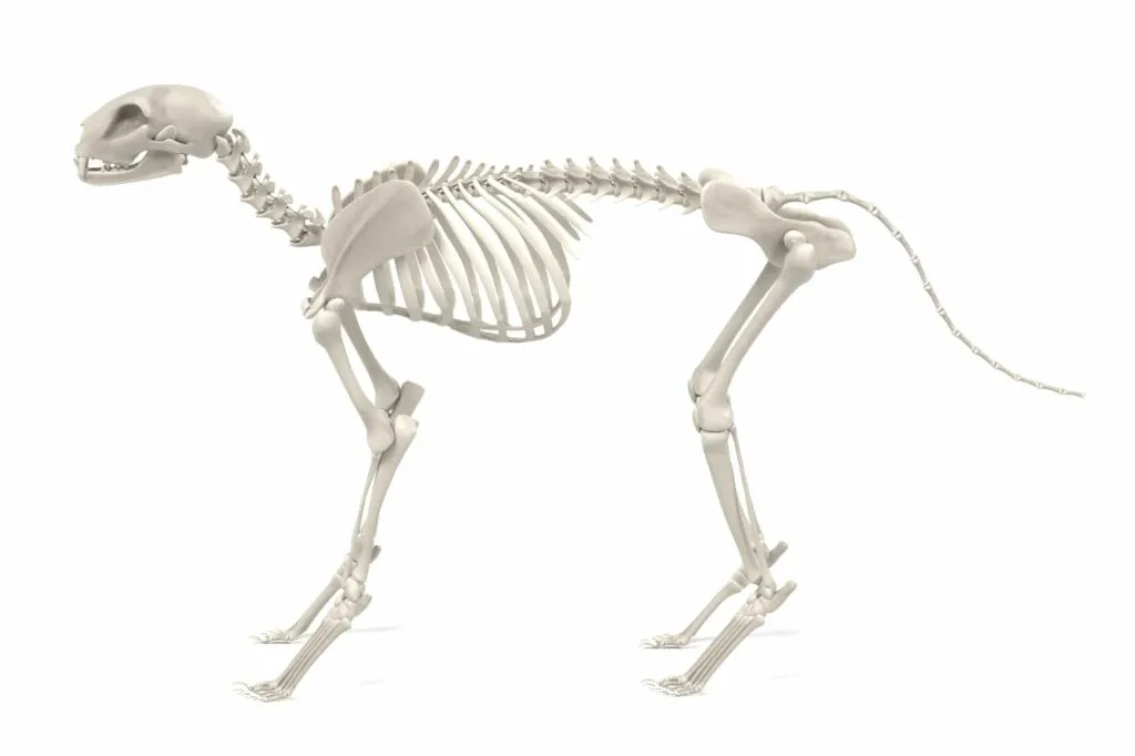 La anatomía del gato