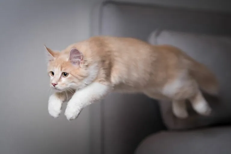 La anatomía del gato