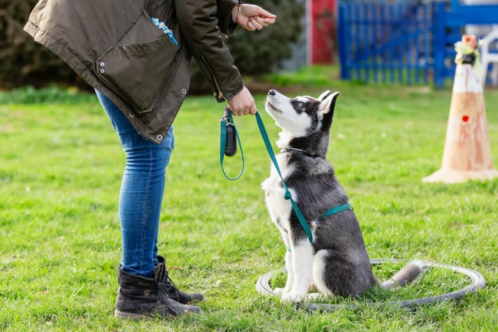 La pubertad en perros