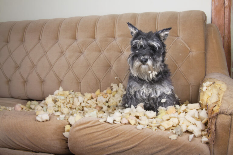 La pubertad en perros