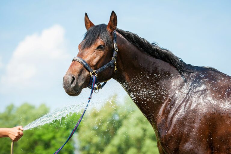 Los caballos y el calor